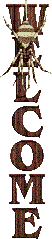 spiders011.gif