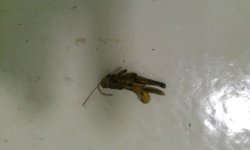 IMAG0161.jpg
