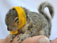 crunchy_squirrel.jpg