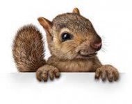 happy squirrel.jpg