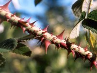 thorns for the Diva.jpg