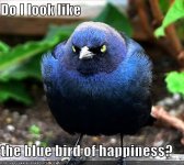 bluebird.jpg
