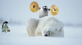 902545-polar_bear.jpg