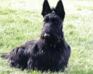 Scottish Terrier.jpg