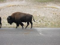 Bison.jpg