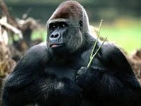 Gorilla.jpg