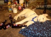 drunk dog.jpg