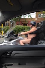 gorilla.jpg