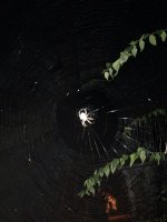 ImageUploadedByTapatalk1413178155.564449.jpg