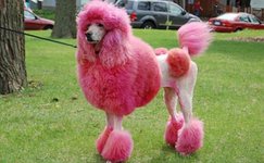pink-poodle-270x167.jpg