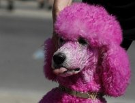 pink-poodle-20141016-113004-491.jpg