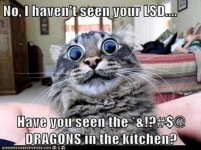 Dragons in the kitchen.jpg