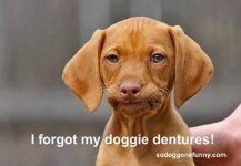 Doggie Dentures.jpg