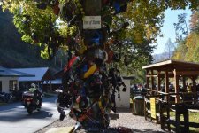 tree of shame.jpg