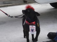 Tedster (Medium).jpg