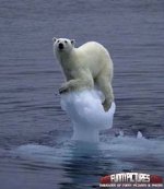 Lonely-Polar-Bear-Funny-Animals.jpg
