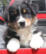 Ranger_8wks_3_2.jpg