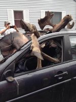moose13n-3-web.jpg