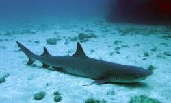 Sleeping Shark.jpg