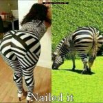 zebra.jpg