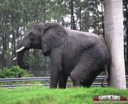 Scratching-My-Butt-Funny-Animals.jpg