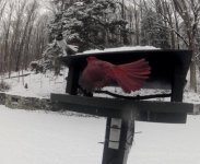 winter bird2.jpg