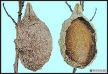 cocoon.jpg