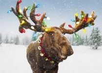Merry Christmoose.jpg