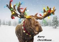Merry Christmoose.jpg