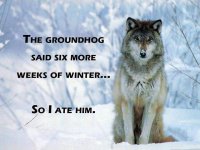 wolf.jpg