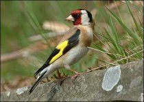 eabirds124.jpg