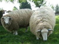 twoewes-c.jpg