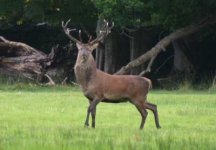 Stag_deer.jpg