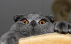 Surprised Cat.jpg