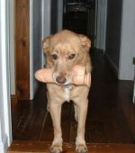 dog.jpg