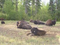 Liard Buffalo - 3.jpg