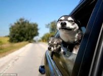 Dogs Know 01.jpg