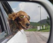 Dogs Know 02.jpg