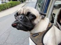 Dogs Know 03.jpg