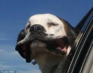 Dogs Know 04.jpg