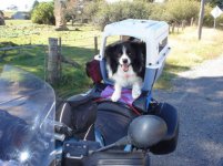 Sheepdog2.jpg
