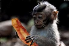 Bacon Is Good.jpg