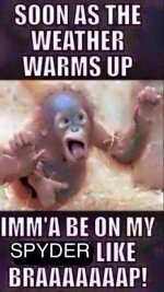 monkey spyder.jpg