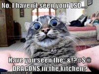 Dragons in the Kitchen.jpg