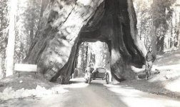 Sequoia tunnel.jpg Sequoia tunnel.jpg