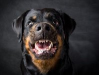 rott.jpg