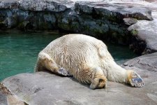 Hungover 01.jpg