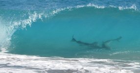 030513-Sharks-3.jpg