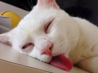 Let Me Sleep.jpg