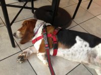 alley service dog harness lay laid under table.jpg